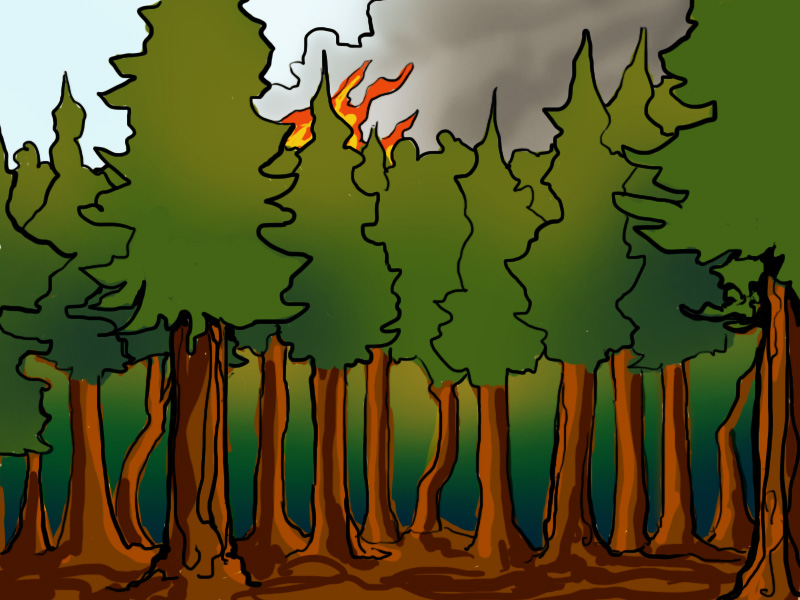 All the trees make it hard to see a forest fire