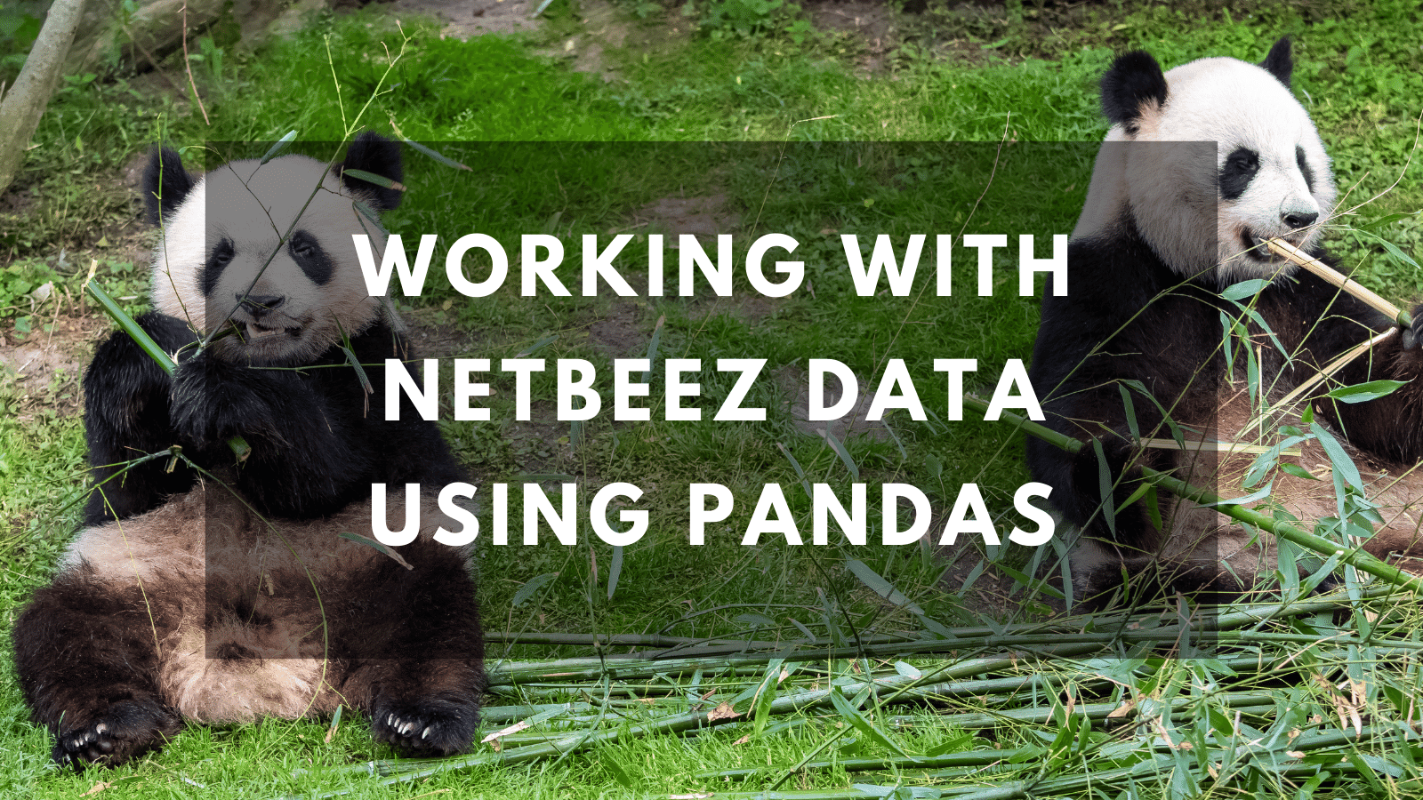 Working with NetBeez Data Using Pandas